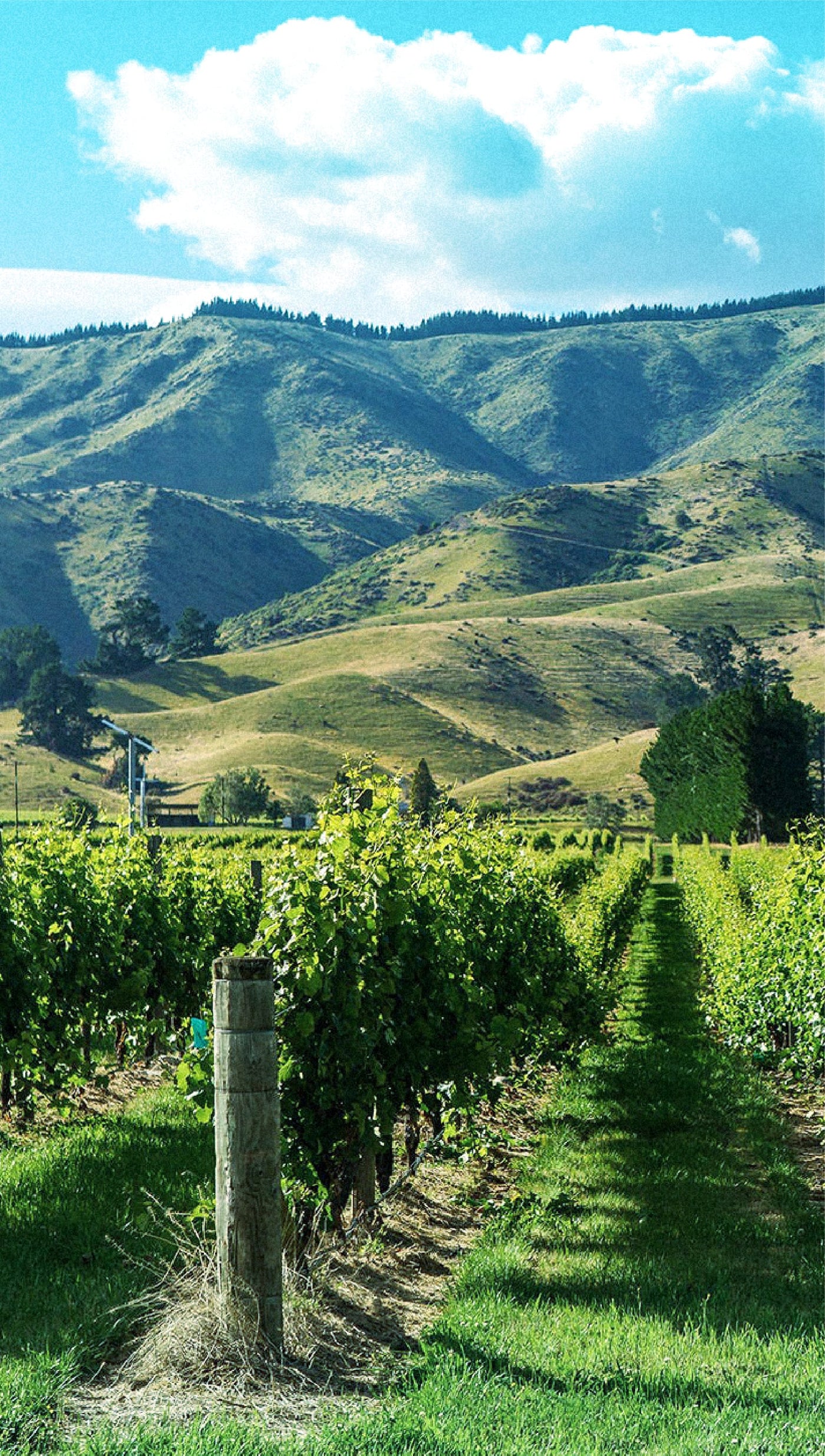 Matua vineyard